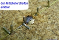50 brass-screws 2x12mm